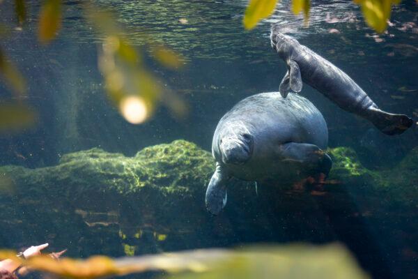 Naissance à Beauval : une petite femelle lamantin de 34 kg voit le jour au Dôme Équatorial